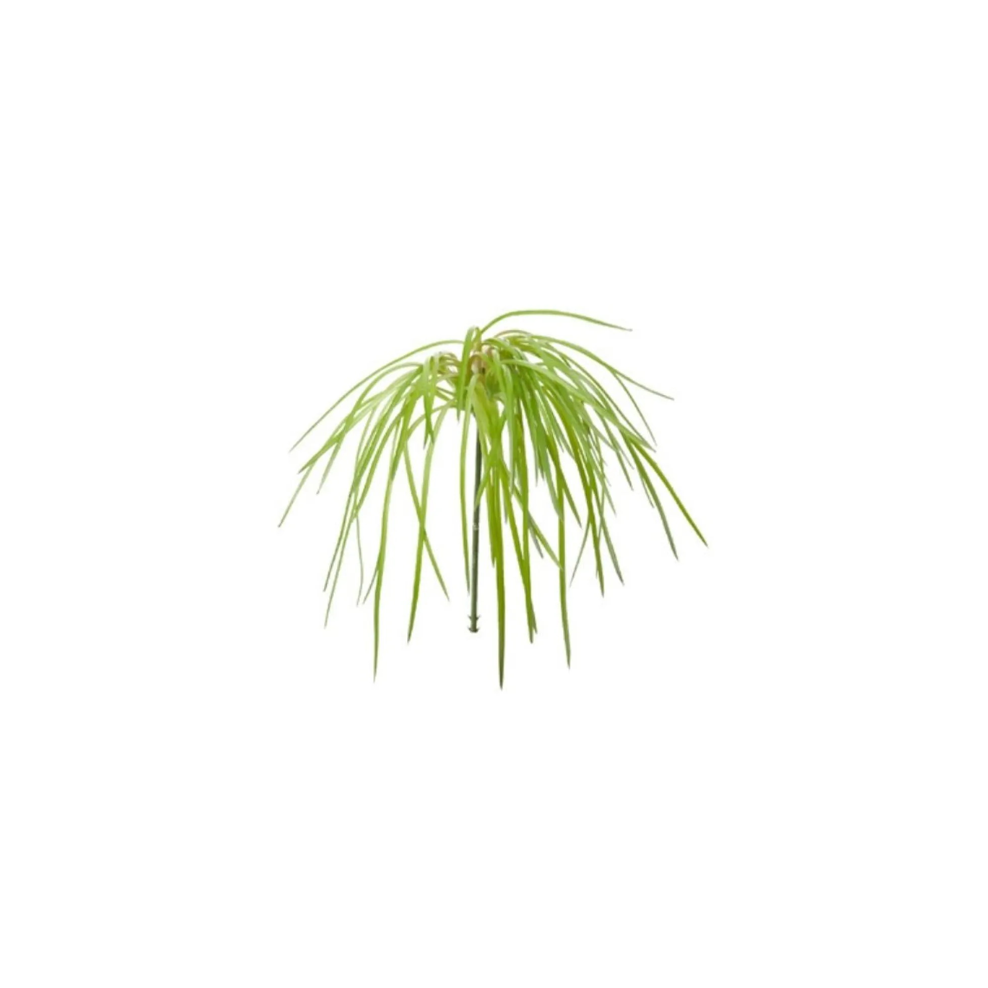 Feuillage d'herbes à piquer
