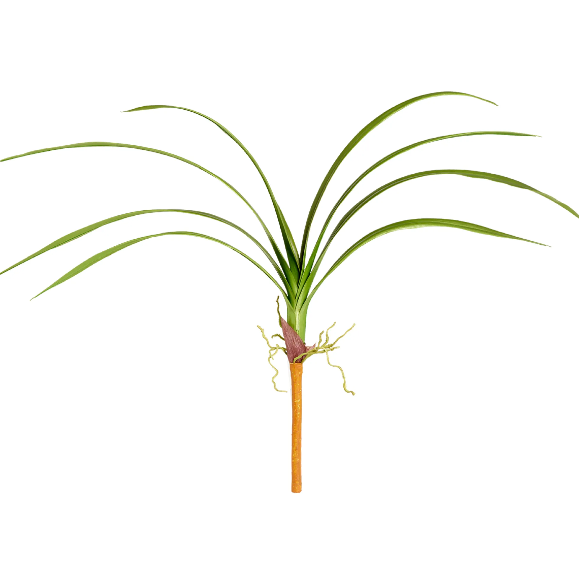 Feuillage d'Orchidée Cymbidium à piquer