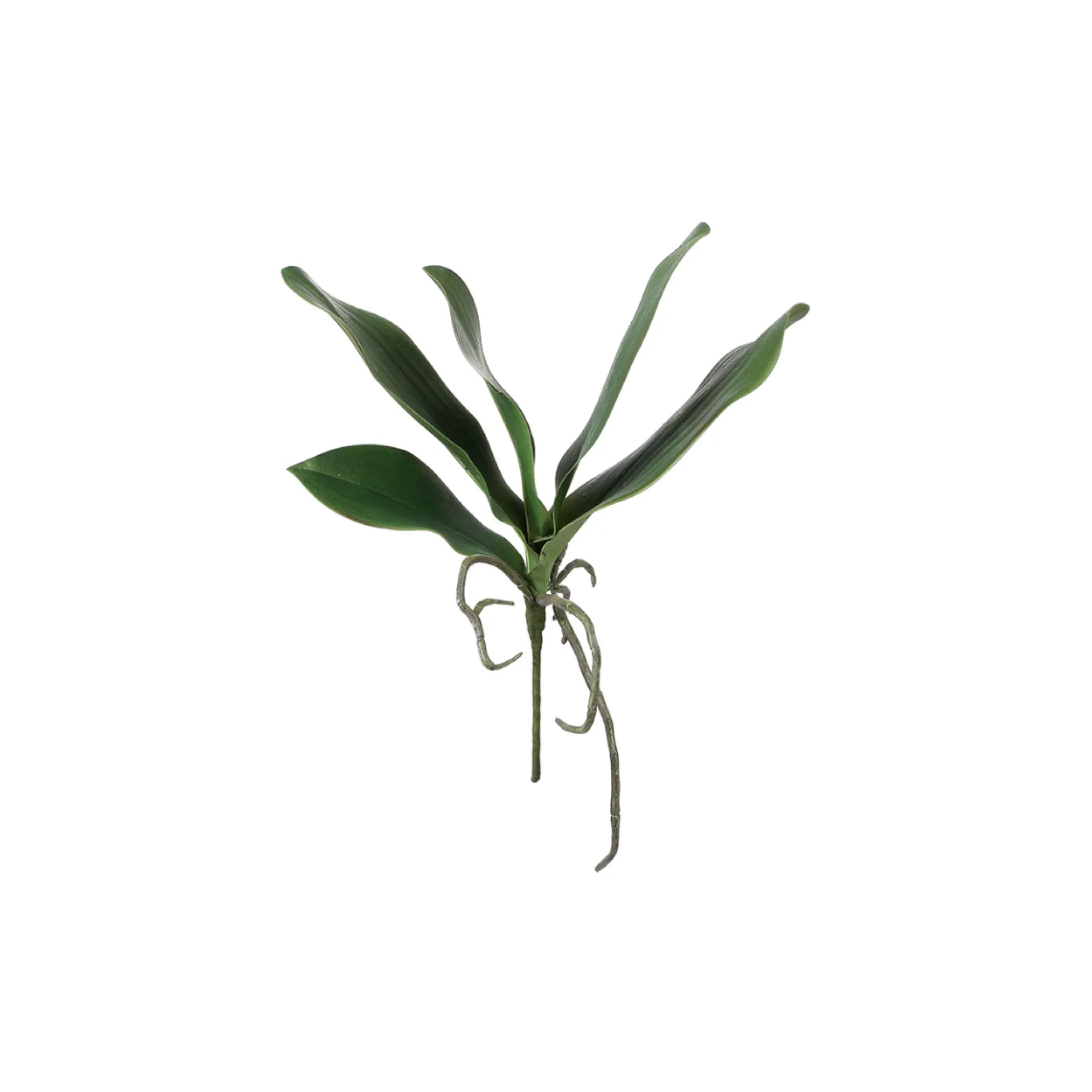 Feuillage d'Orchidée Phalae à piquer