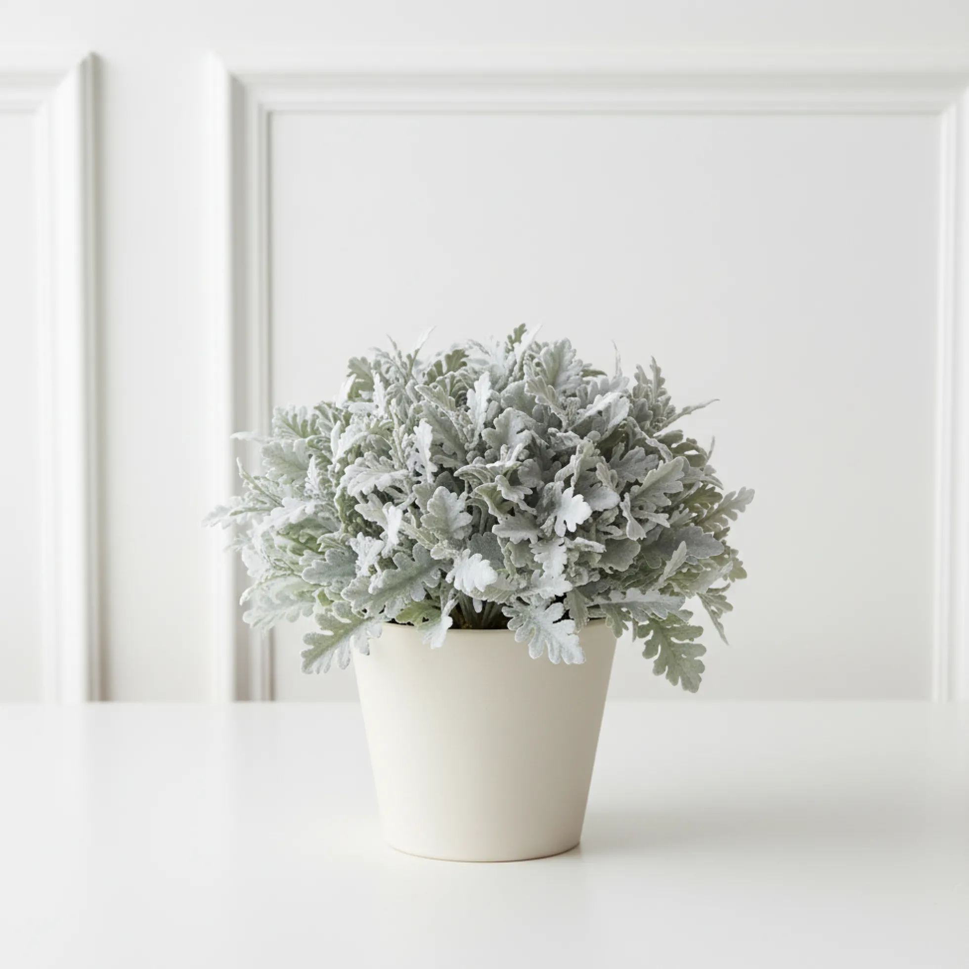 Feuillage Dusty Miller