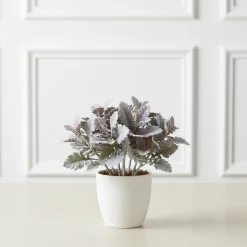 Feuillage Dusty Miller