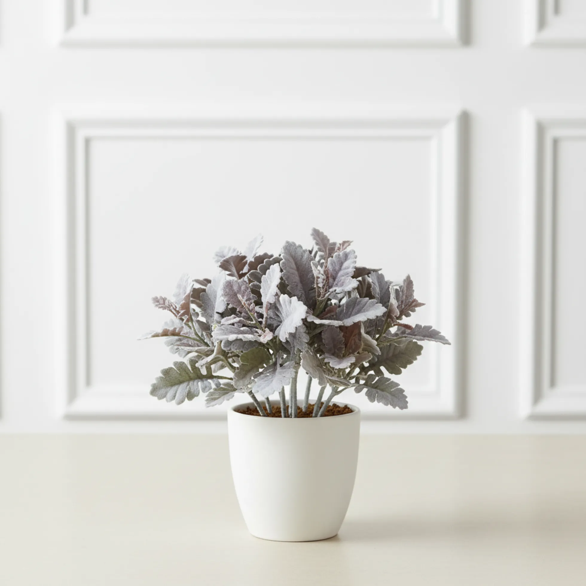 Feuillage Dusty Miller