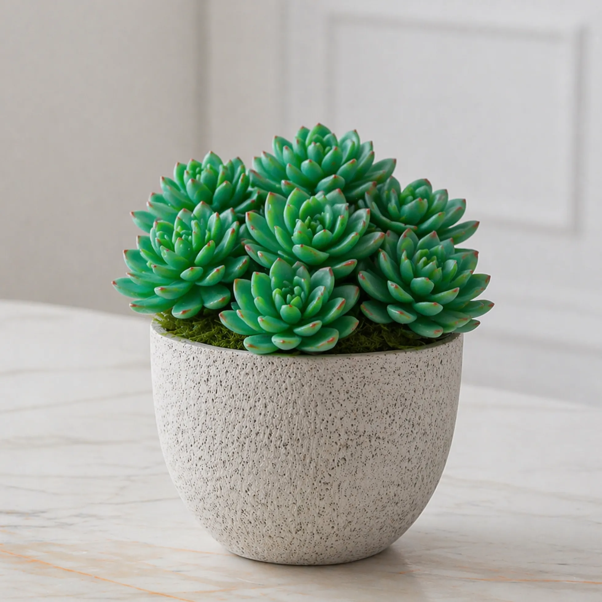 Feuillage Echeveria à piquer
