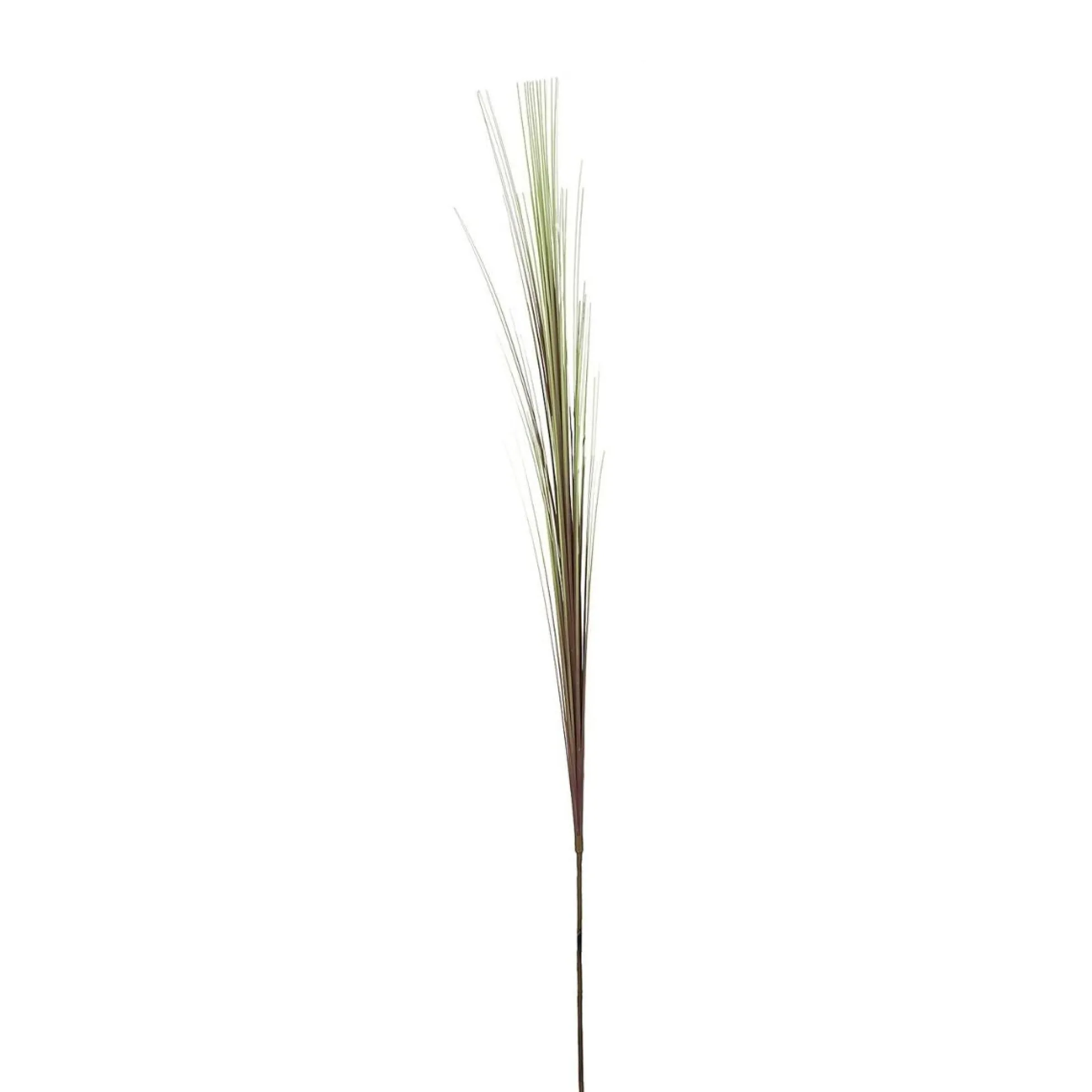 Feuillage Herbes tombantes