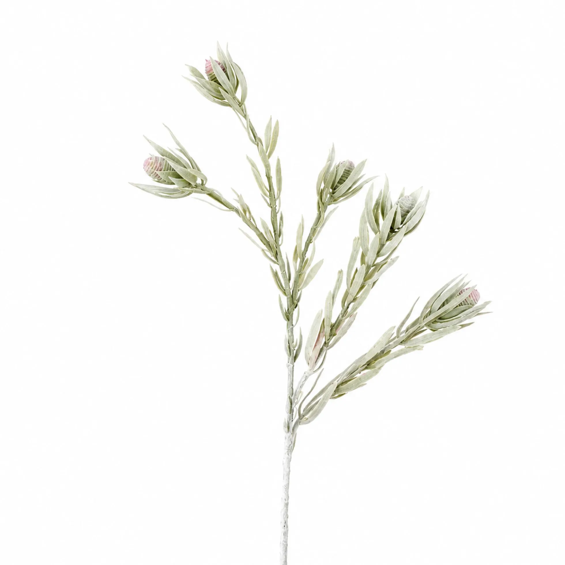 Feuillage Protea tombant
