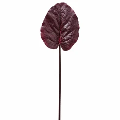 Feuille de Galax