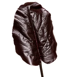 Feuille de Galax