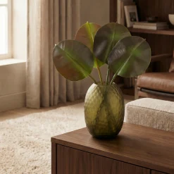 Feuilles de Ficus