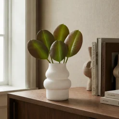 Feuilles de Ficus