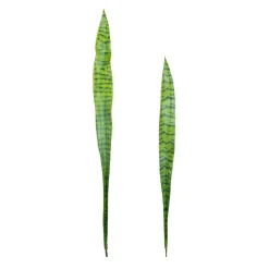 Feuilles de Sansevieria