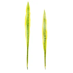 Feuilles de Sansevieria
