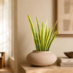 Feuilles de Sansevieria