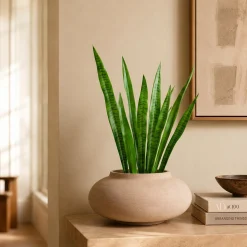 Feuilles de Sansevieria