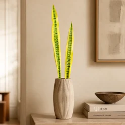 Feuilles de Sansevieria