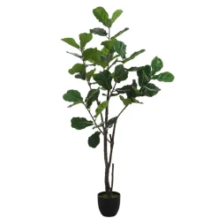 Ficus en pot 210 cm