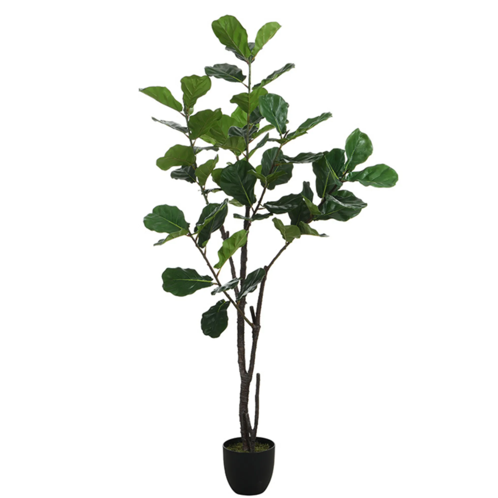 Ficus en pot 210 cm