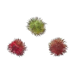 Fruits Ramboutan Artificiels