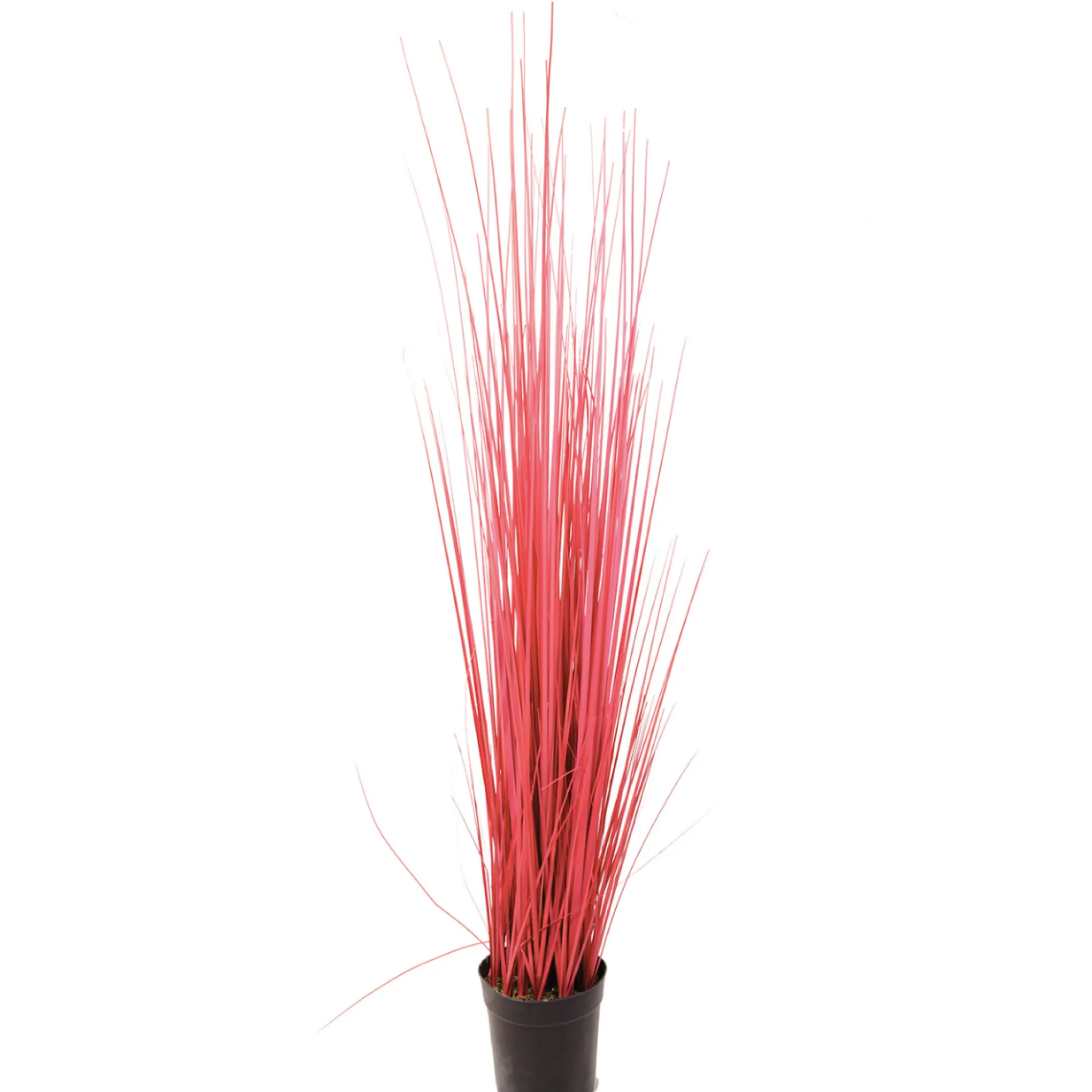Herbe en Pot 100 cm