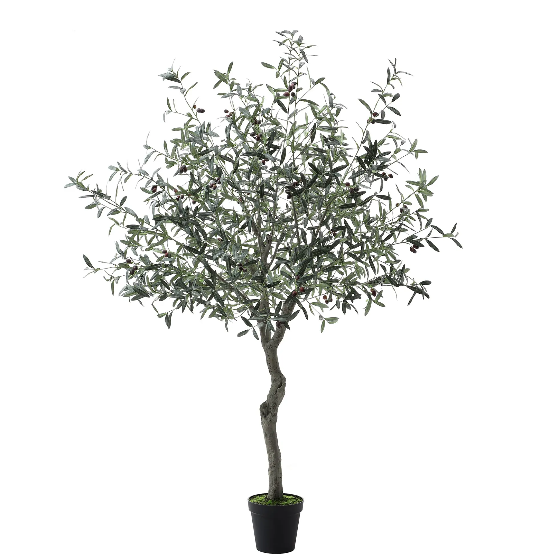 Olivier en pot 210 cm