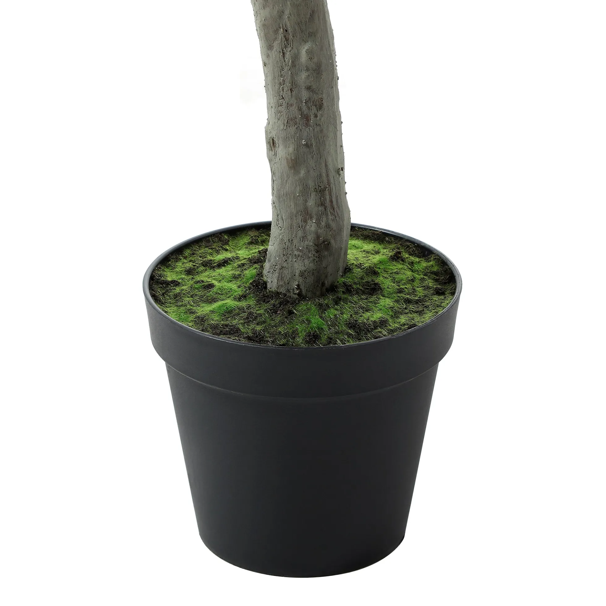 Olivier en pot 210 cm