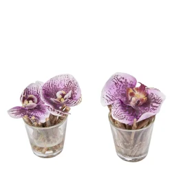 Orchidées Artificielles en Illusion d'Eau Sissi
