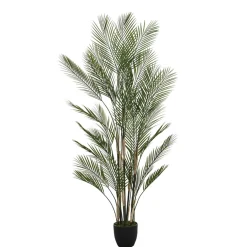 Palmier Kwai en pot 180 cm