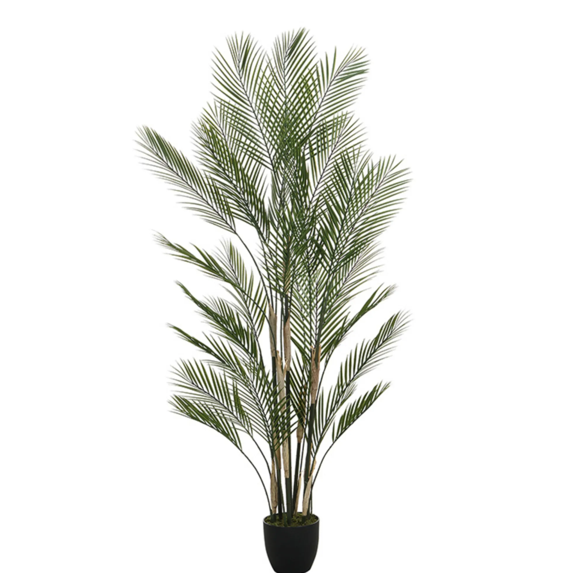 Palmier Kwai en pot 180 cm