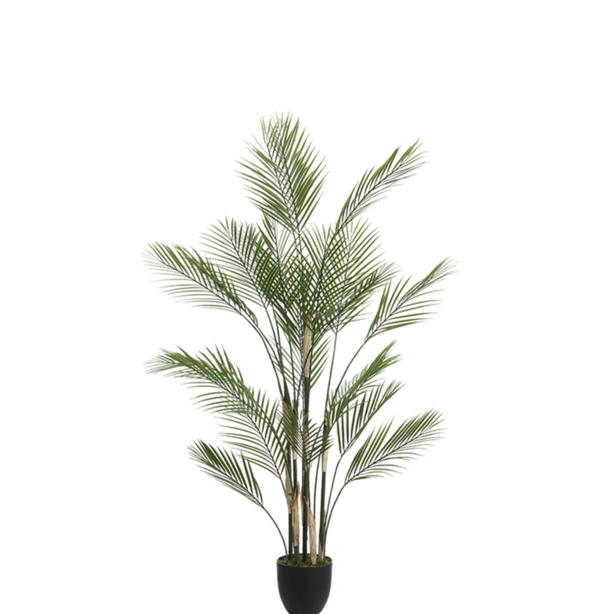 Palmier Kwai en pot 150 cm