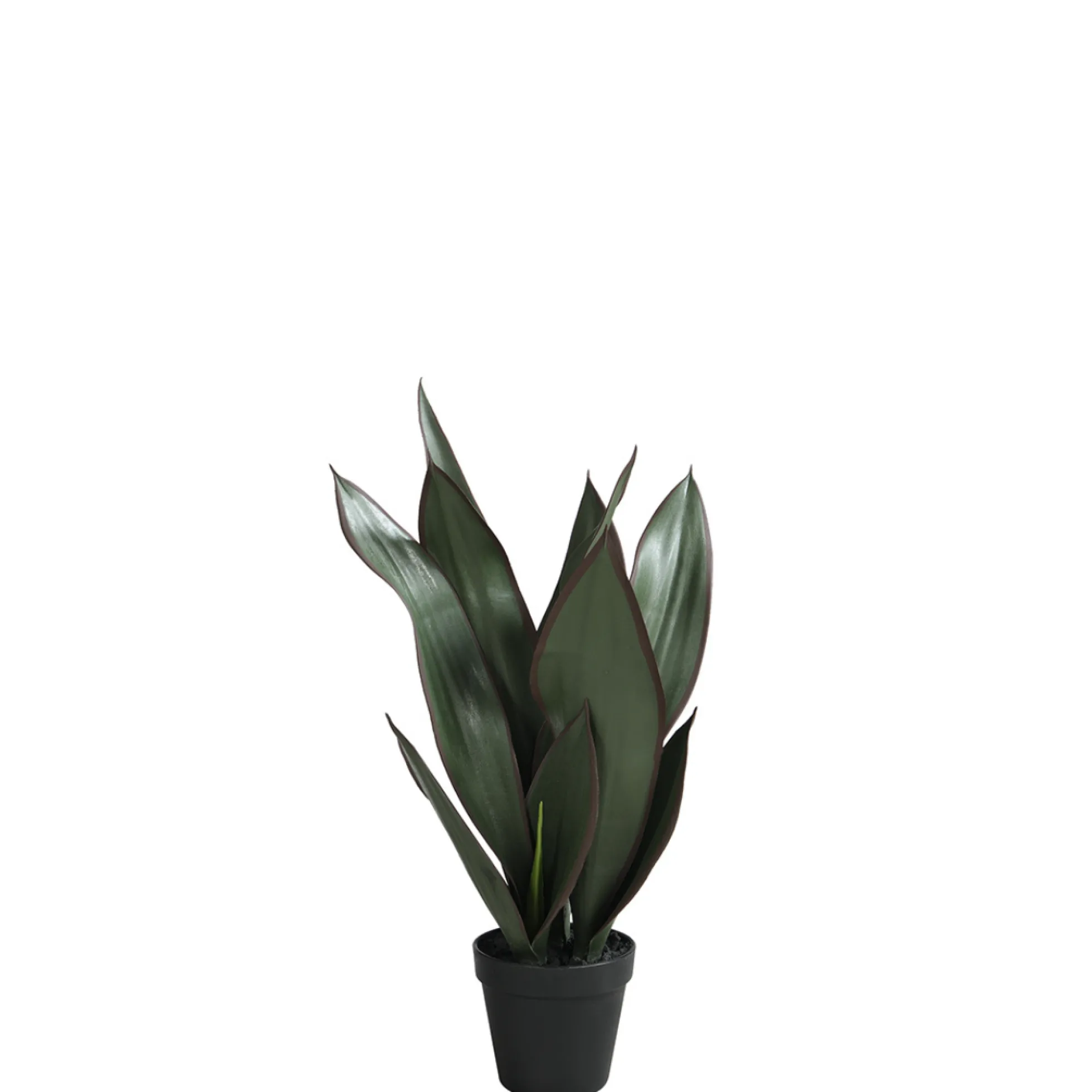 Sansevieria en pot 49 cm