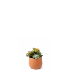Succulente Artificielle en Pot
