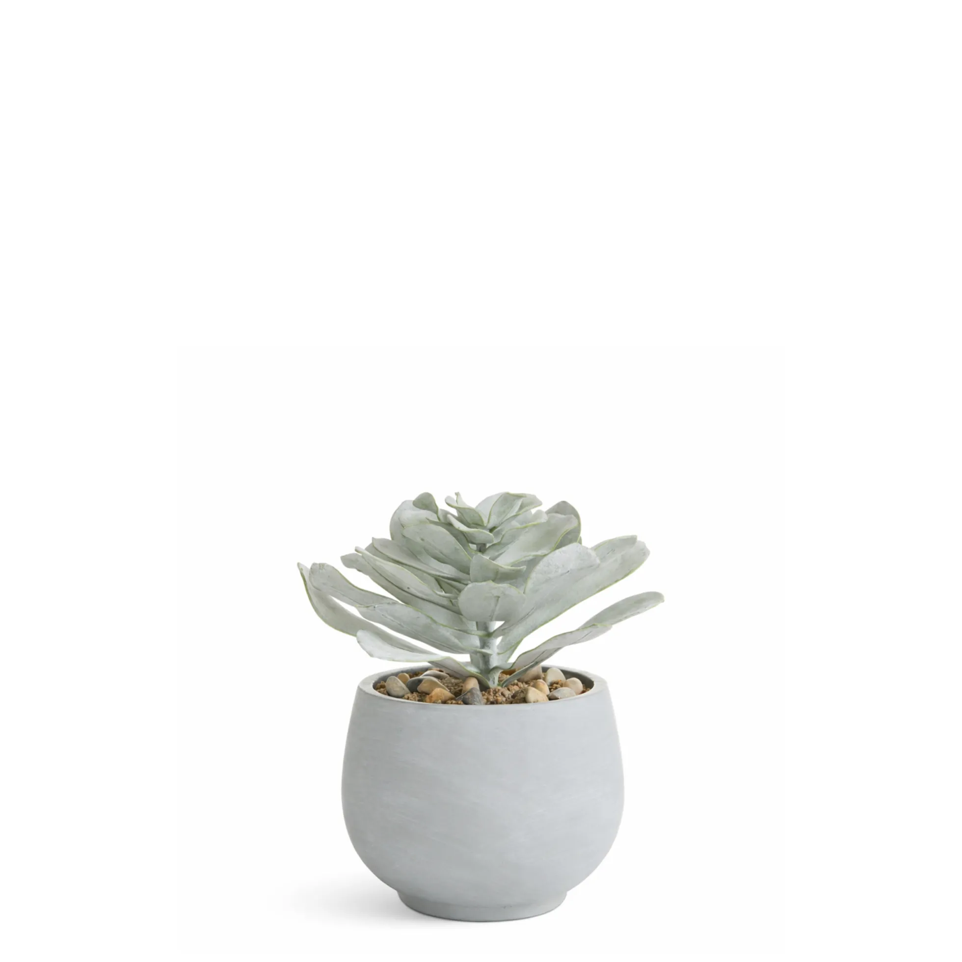 Succulente en Pot Maya