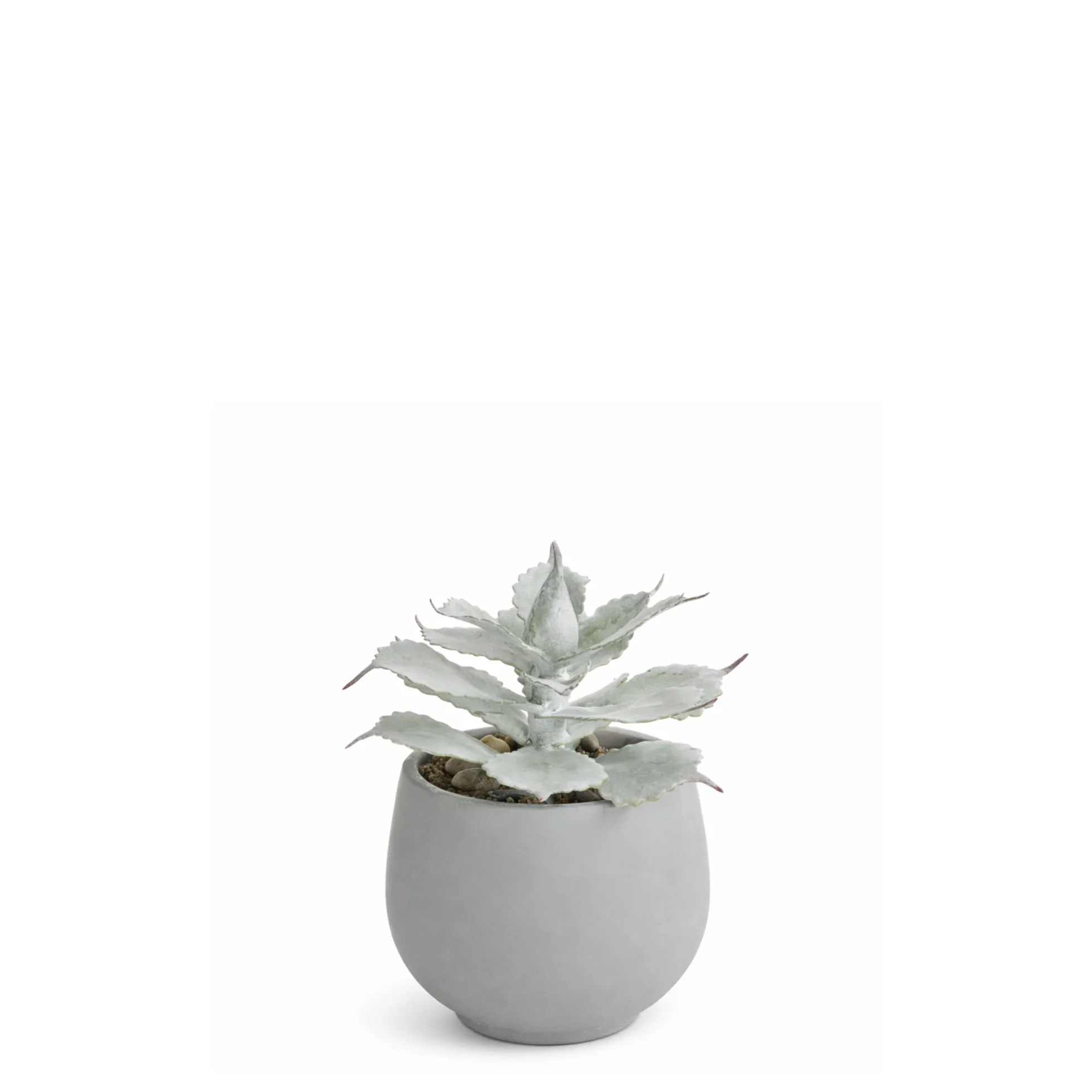Succulente en Pot Maya