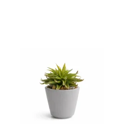 Succulente en Pot Maya