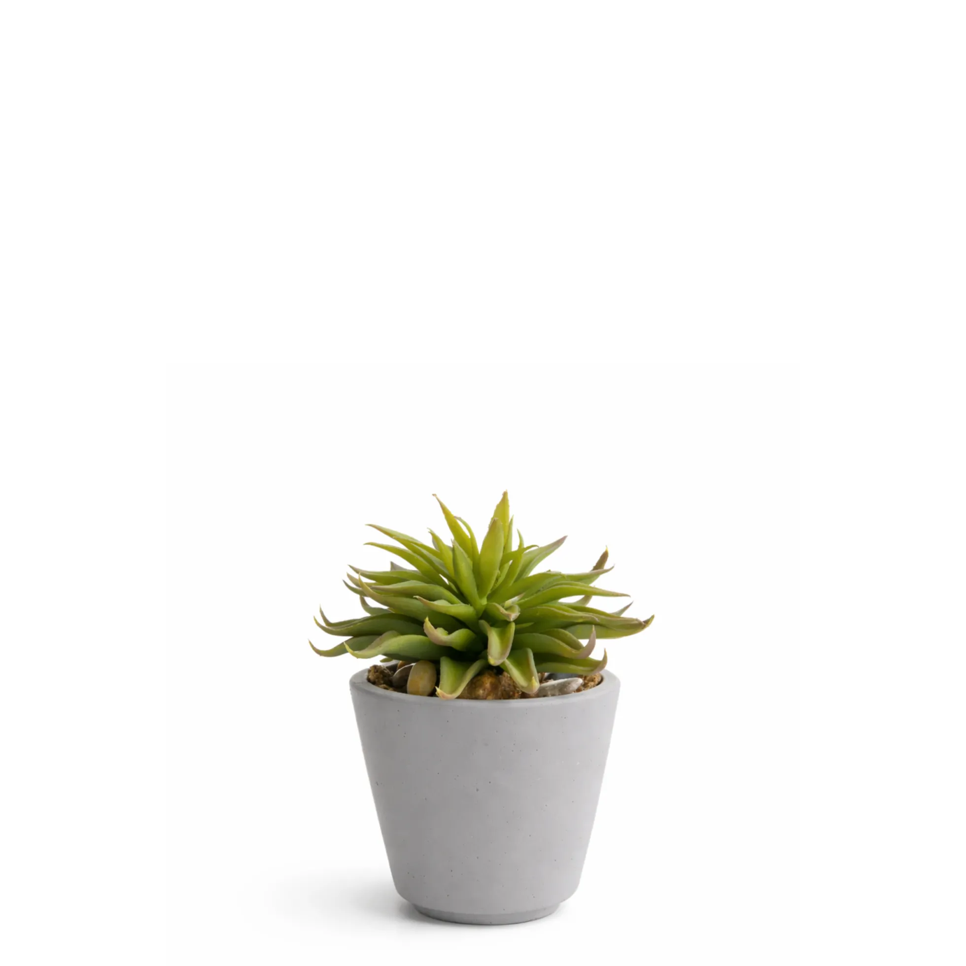 Succulente en Pot Maya
