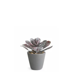 Succulente en Pot Maya