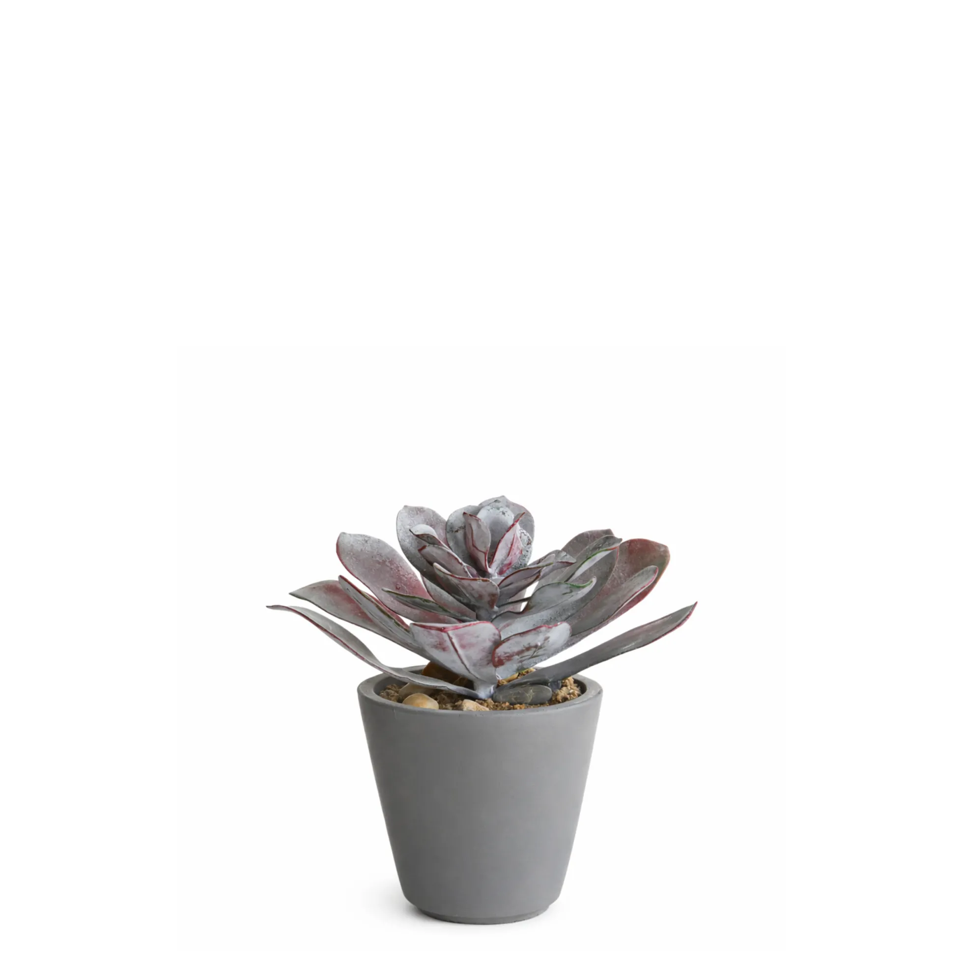 Succulente en Pot Maya