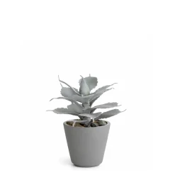 Succulente en Pot Maya