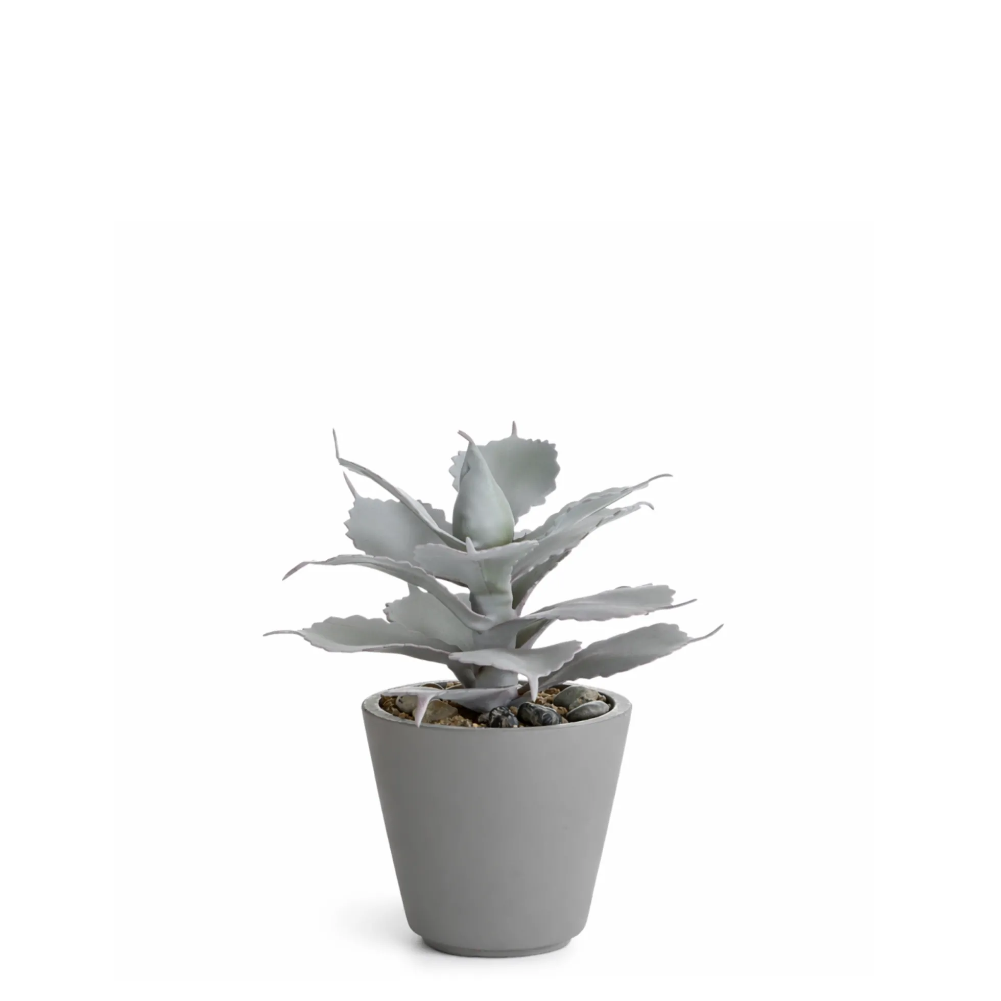 Succulente en Pot Maya