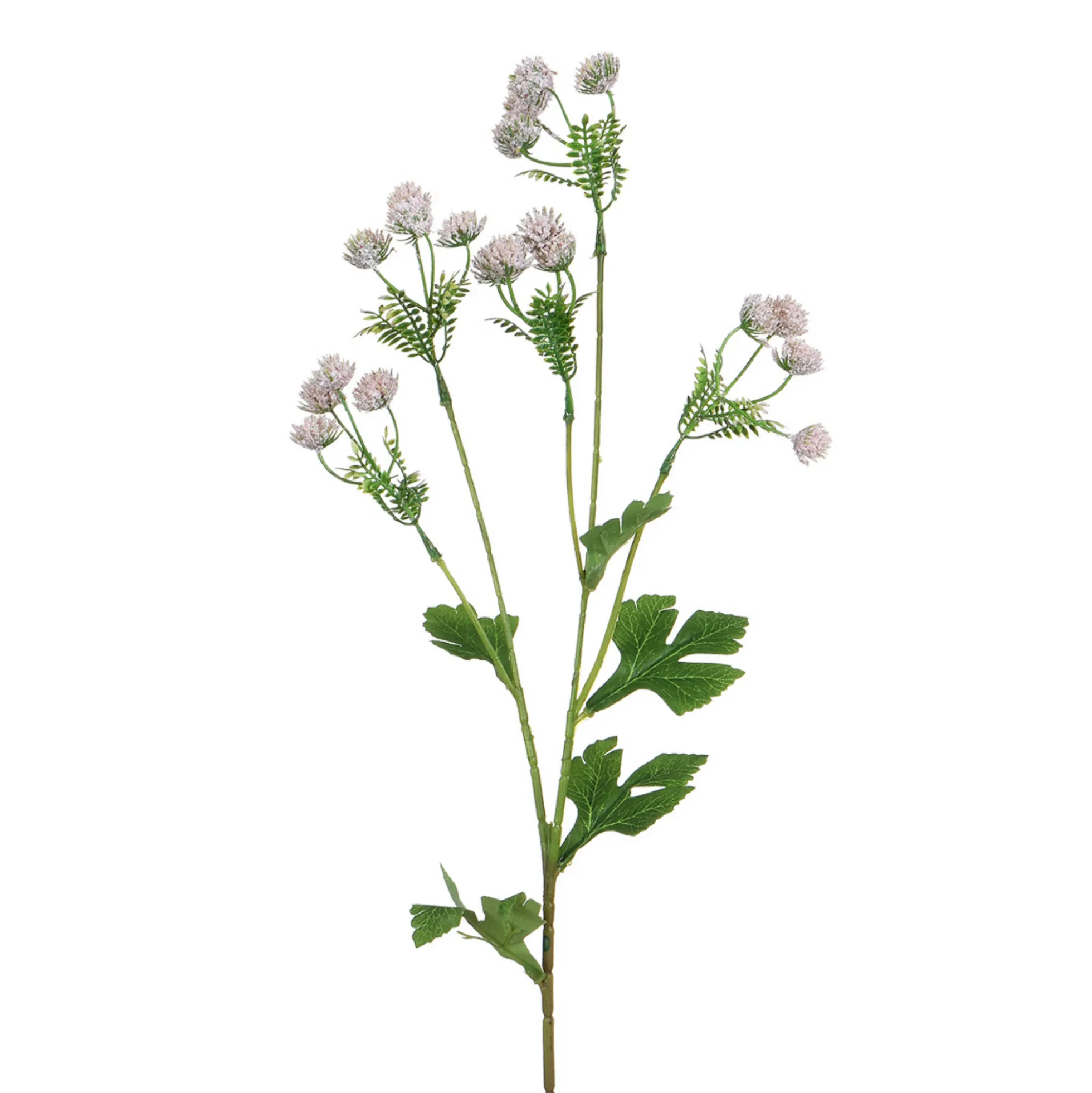 Tige d’Alchémille 68 cm