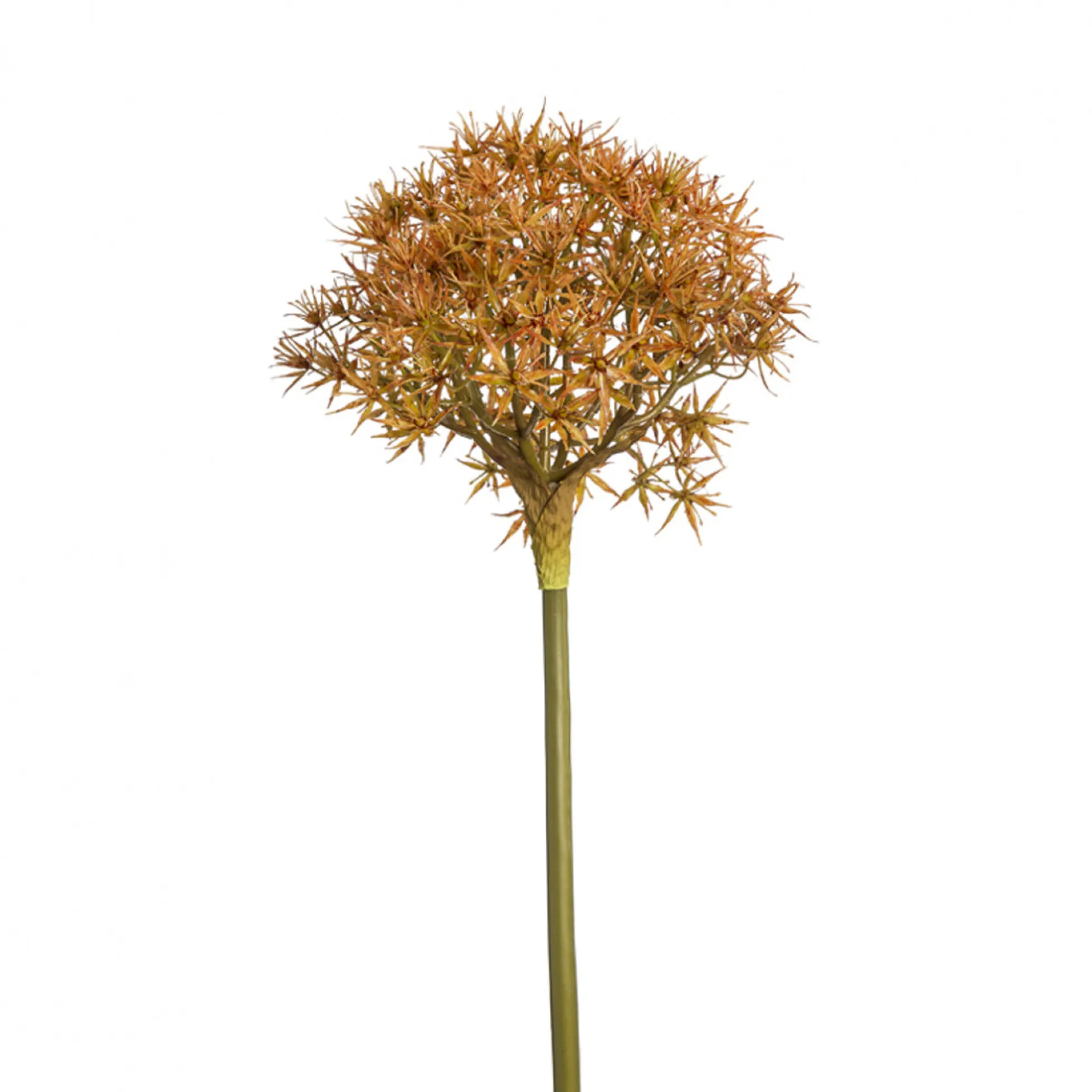 Tige d'Allium Atropurpureum