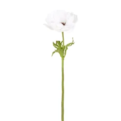 Tige d'Anémone