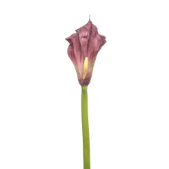 Tige d'Arum Kelly