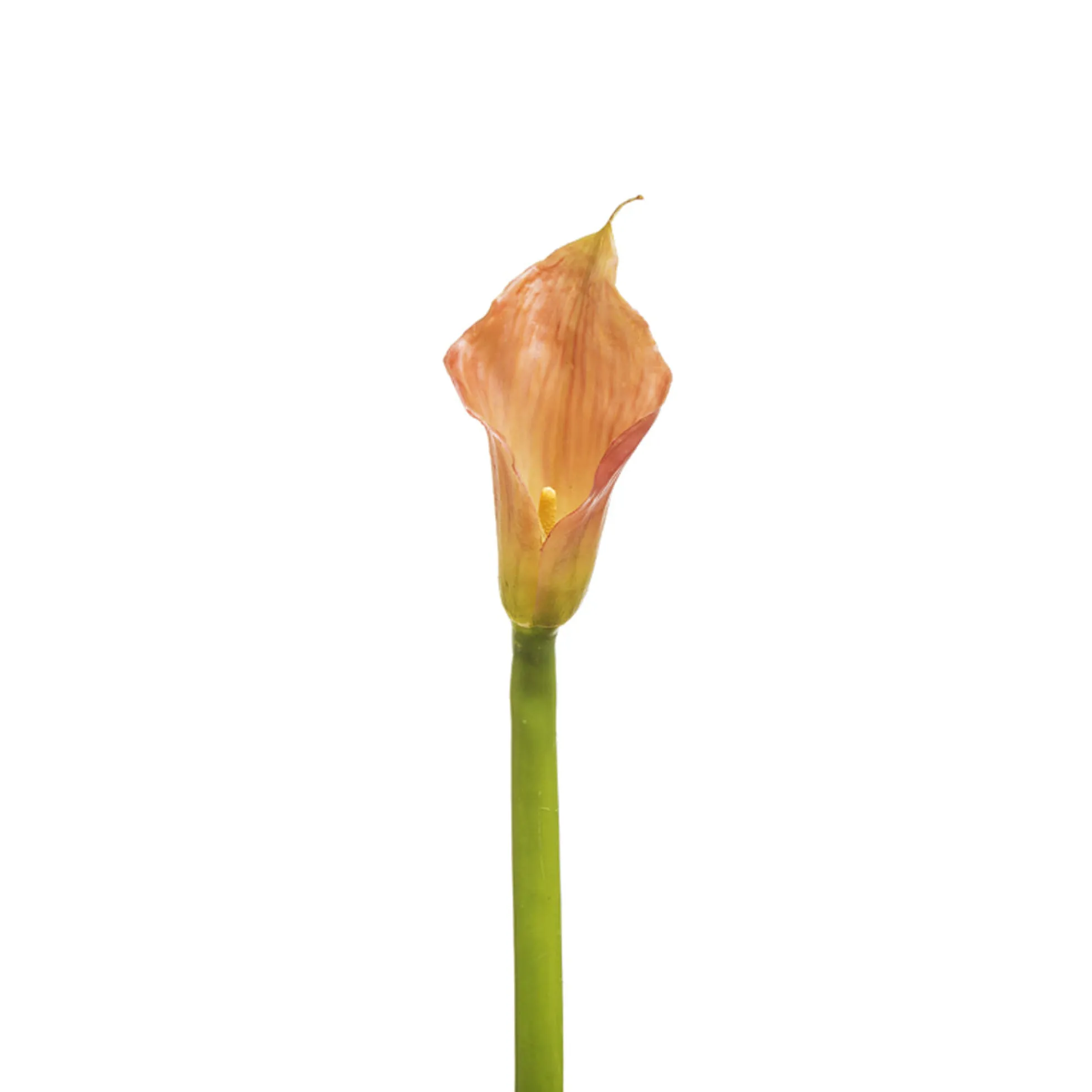 Tige d'Arum Kelly