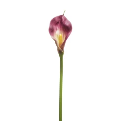 Tige d'Arum Kelly