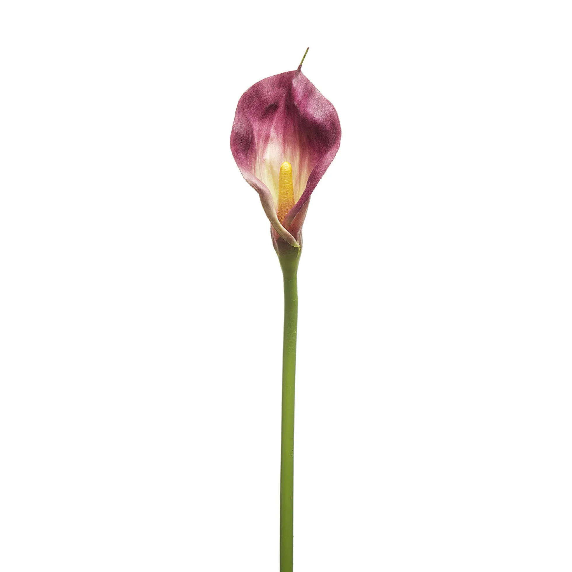 Tige d'Arum Kelly