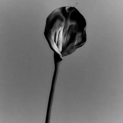 Tige d'Arum Kelly