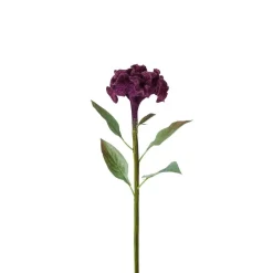 Tige de Celosia
