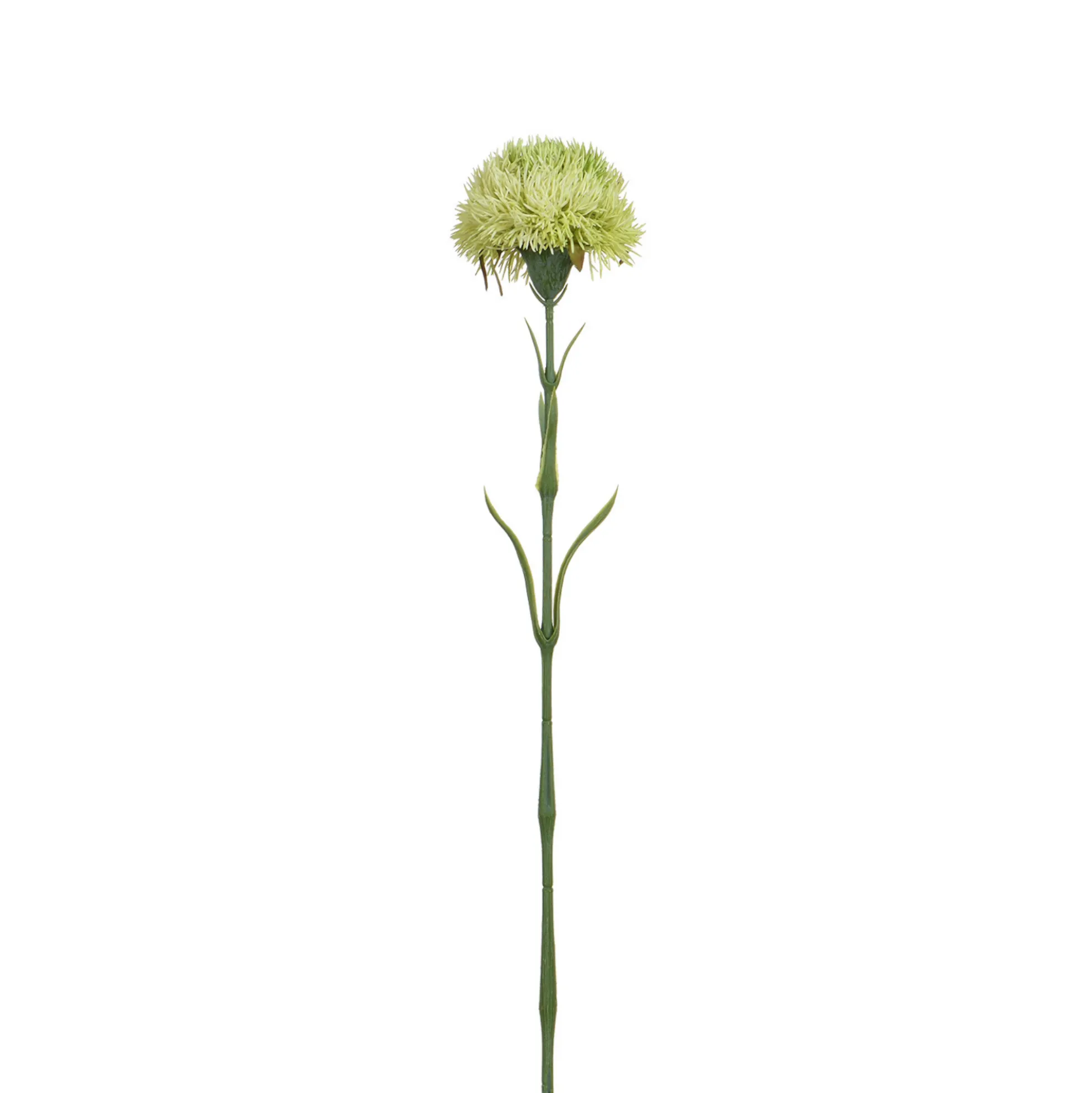 Tige de Chardon 60 cm