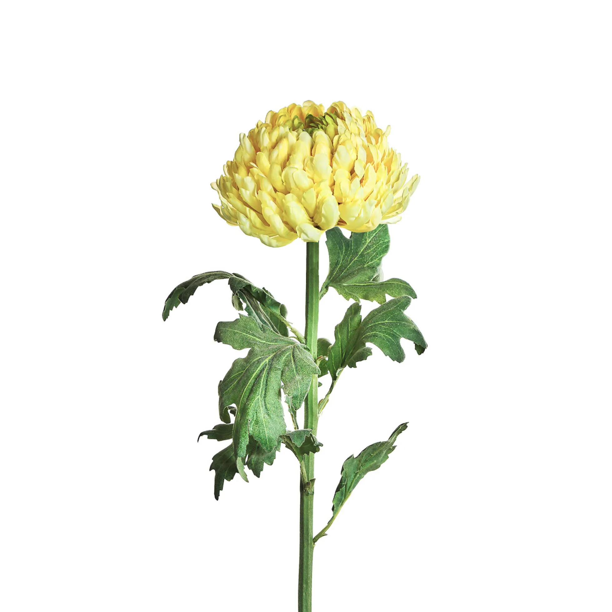 Tige de Chrysanthème