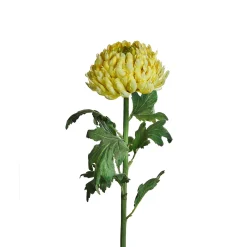 Tige de Chrysanthème